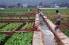 maychinafarmeratworkinqilulakevalleyyunnanprovince_small.jpg